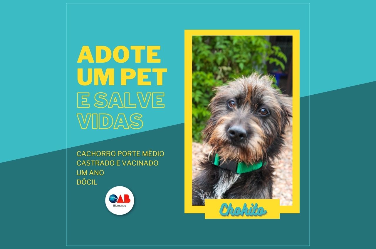 20221011 animais campanha site